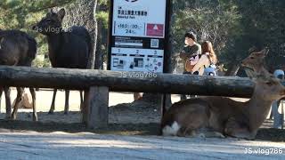 Discover Nara Deer Park: A Magical Encounter with Japan's Sacred Deer !Must Visit DEER PARK