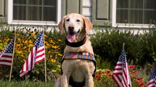 2021 Hero Dog Awards | Military Hero Dog - Staff Sergeant Summer