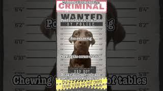 WANTED🐾 #dog #puppy #funny #cute #animals #funnyanimals #chocolateanimals #animalsymphony