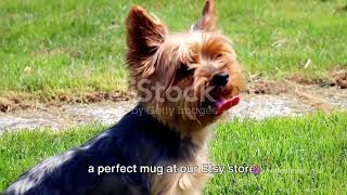 Quick Fun Facts about Yorkshire Terriers in 30 Seconds - 2024 Edition