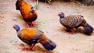 Red Spurfowl, endemic to India, commonly occurs in scrub forests in hilly areas