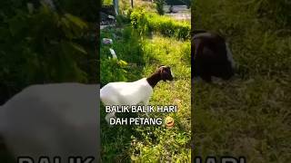 Induk Kambing Jinak Bisa Memangil Teman temanya #videoshorts .