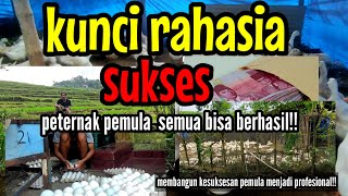 kunci rahasia sukses peternak pemula semua bisa berhasil dengan cara ini!!