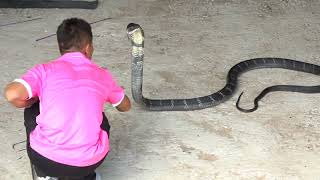 Legendary King Cobra Handler Announces Retirement After 30 Remarkable Years"