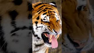 Most Interested Facts about Tiger #tiger #wildlife #wildanimals #nature #shorts