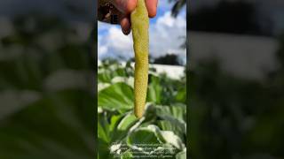 Cecropia Fruit cutting #Cecropia #fruit #shorts #trending