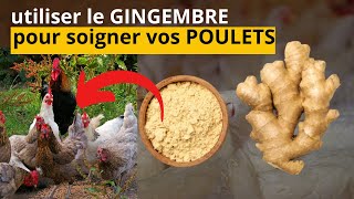 soigner et guérir les poulets à l'aide du gingembre