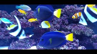 Zebrasoma xanthurum adult couple fish only saltwater tank