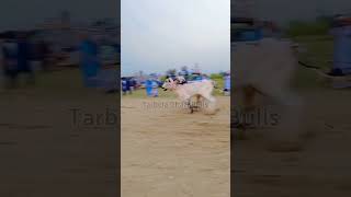 omg check out this amazing video #cow #youtubeshort #animal