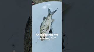 Anong isda ito? #fishing #fishing video #fish