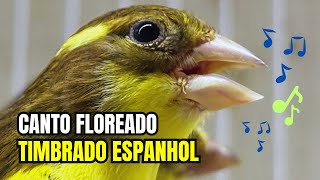 APRECIE o canto FLOREADO de CANÁRIO TIMBRADO ESPANHOL