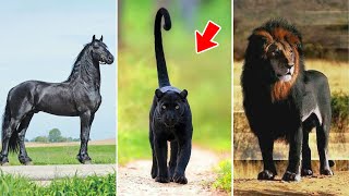 दुनिया में सबसे दुर्लभ गहरे काले जानवर | The world's Rarest Black Animals