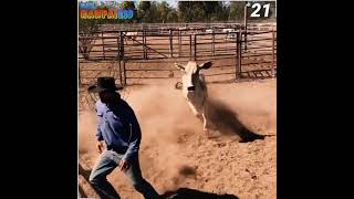 Crazy bulls encounters