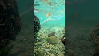 Mermaid caught swimming in a rock pool! 🌊#mermaid #realmermaid #ocean