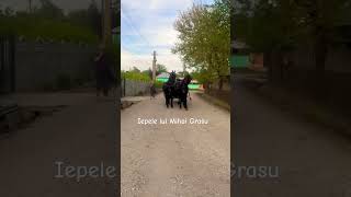 Iepe friesian de 3 ani