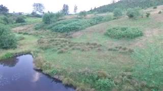 drone flying about a deer in the yard