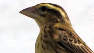 Bird ID Identification ~ Birder Twitcher RSPB or BTO ~ Siskin ? can you help ID ?