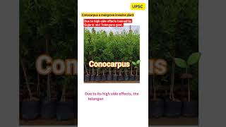 Conocarpus 🌱#upsc #environment #currentaffairs #climatechange #invasive#viral #shorts#shortsfeed