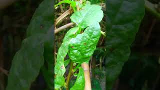 Pui vegetables leaf | vegetable videos | tree video | shorts | Nature video |