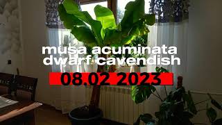 215.🍌Drugi duży banan w donicy Musa Acuminata Dwarf Cavendish🍌08.02.2023🍌