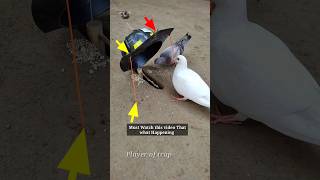 Pigeon trap | bird trap | Amazing bird catching #shorts #youtubeshorts #ytshorts