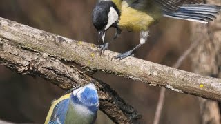 Cinciarella nervosa intorno al nido - Nervous Blue tit around the nest