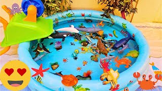 SEA ANIMALS FOR TODDLERS: POWDER BLUE TANG, LEATHERBACK TURTLE, MARLIN, JELLYFISH, AND OTHERS