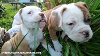 Щенки американского бульдога 50 дней\American Bulldog puppies 50 days