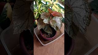 Repot Plants - Begonia // Begonia Plant Propagation