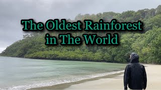 Day Trip To The Daintree Rainforest and Cape Tribulation | Far North Queensland Australia