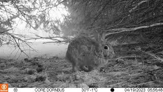 Robin Singing Early Morning Under The Bird Feeder With Happy Little Rabbit 04 19 2023