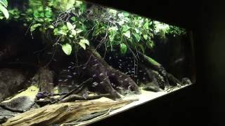 Cardinal Tetra Aquarium - Paracheirodon axelrodi