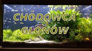 Chodowca glonów