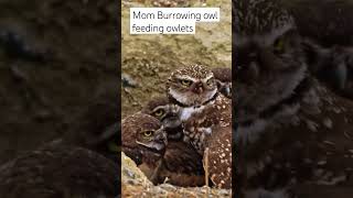 Burrowing Owl mom feeding a mouse caught from the field.  Owlets wait for their turn to feed #owl