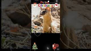 🐾 Ranger Nate's Corner 🐾.                                           🐿️22 Dec 2023 {Friday}🐿️