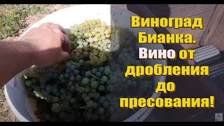 Как правильно сделать белое вино из винограда БИАНКА. Сухое и полусладкое белое вино .