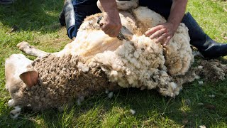 Sheep Skinning: Looks Painful