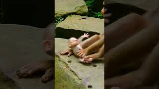 baby monkey is crying because mama is not happy with him 😔🐒 #shorts #animals