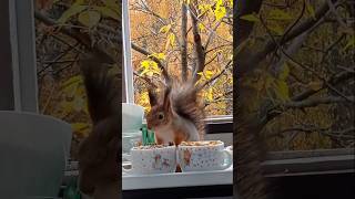 После орешков Бусинка ест любимые семечки🍁🏡😋🌻🐿❤🤗 #белка #белочка #cute #squirrel #animals #животные