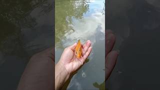 সোনালি রং মাছটা কী করছে দেখুন.. Amazing Fish#video #fishcomedy #fish #amazingfish #amazinganimals