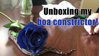 I got a boa constrictor! | Unboxing