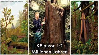 Dieser Baumstamm ist 10 Millionen Jahre alt!   Mammutbaum aus der Braunkohle Youtube