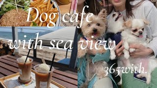 海の見える神戸ドッグカフェ巡り🐶☕️⚓️【Dog cafe with see view】