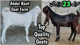 Sirf 23 Hazar Mai 🔥 Mandi Se Kam Qeemat Mai Behtareen Quality K Bakray. Abdul Basit Goat Farm