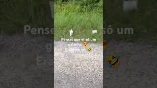 acho que vi um gatinho!#videos #gatos