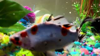 Goldfish MICKY, MINNIE & FANCY (their adopted mom)