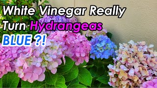 White Vinegar Really Turn Hydrangeas BLUE? | How to Easily Make PINK Hydrangeas Turn BLUE (绣球花粉变蓝调色)