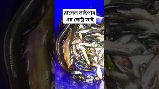 মাছের চেয়ে সাপ বেশি #fishing #shorrs #shortsvideo #shrorts