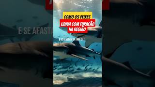 como os habitantes do mar lidam durantes furacão? Saiba neste vídeo #furacão #tornados #curiosidades