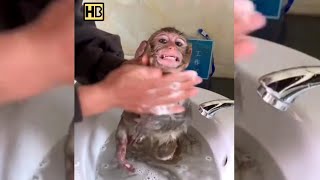 Bathing a Monkey 🐵